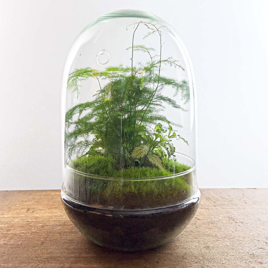 Terrarium DIY Kit - Ei XL - Flessentuin - ↑ 30 cm