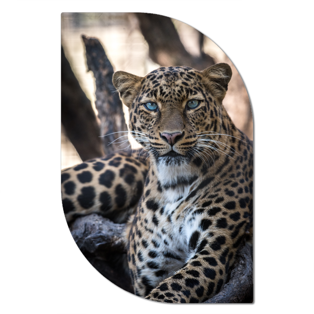 ScandiArt leopard