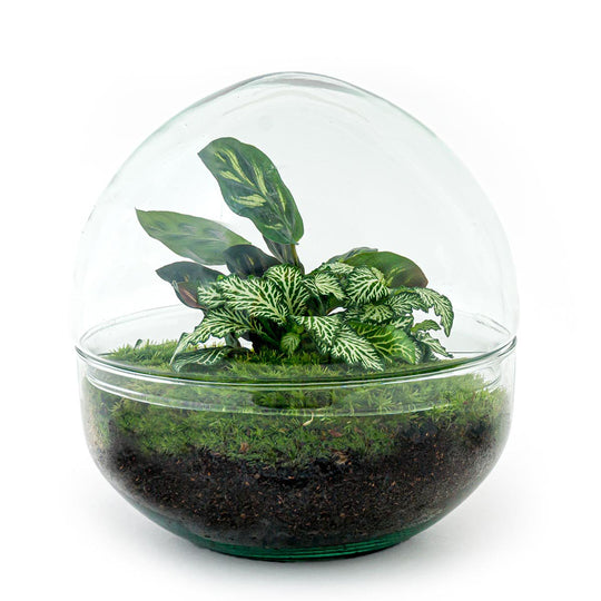 Terrarium DIY Kit - Koepel - Flessentuin - ↑ 20 cm