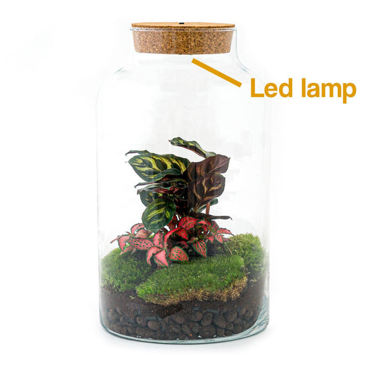 Terrarium DIY Kit - Melkachtige Calathea met Licht - Flessentuin - ↑ 31 cm