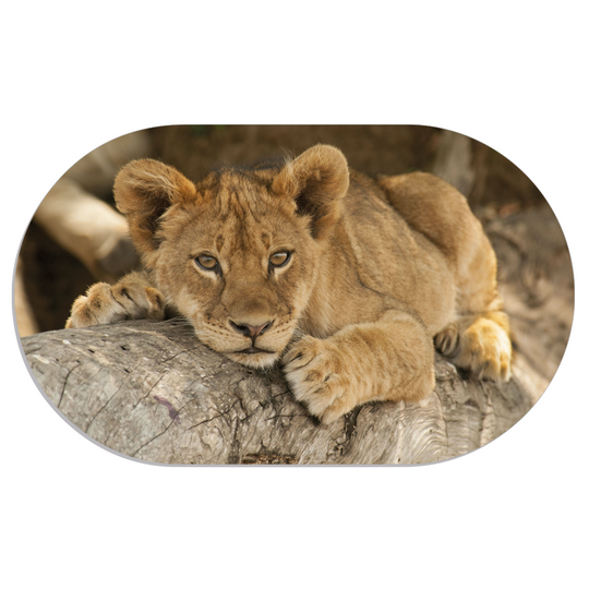 Muurovaal baby lion