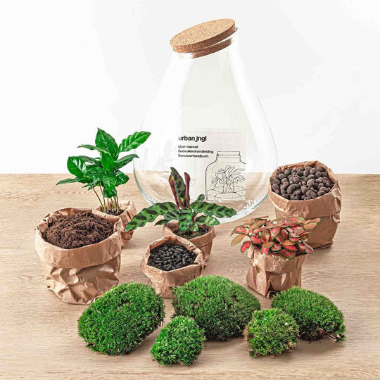 Ecosysteem plant - Drop XL Red - Planten terrarium - ↑ 37 cm