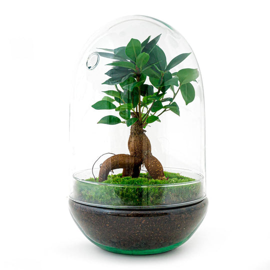 Terrarium DIY Kit - Ei XL Bonsai - Flessentuin - ↑ 30 cm