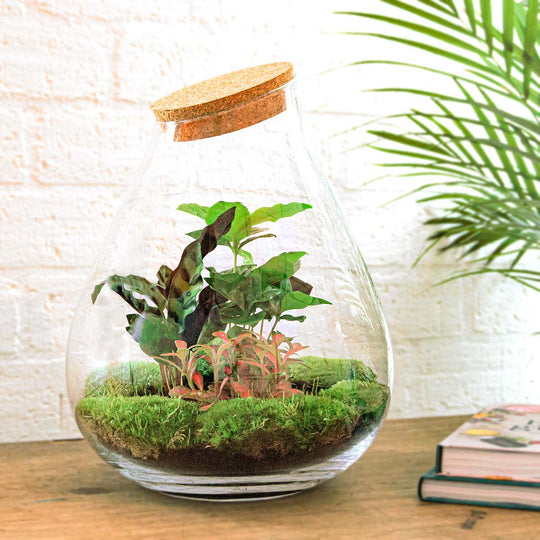 Ecosysteem plant - Drop XL Red - Planten terrarium - ↑ 37 cm