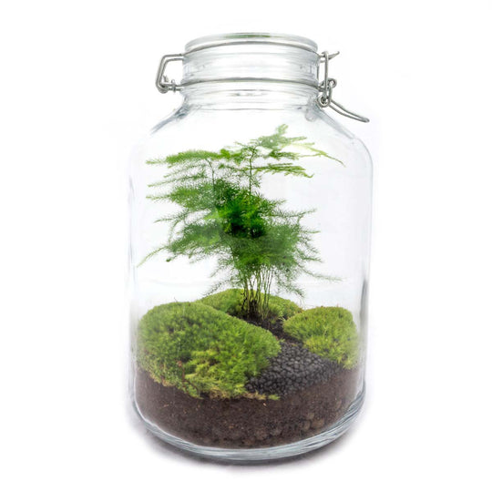 Pot Terrarium Kit - Asperges - Flessentuin - ↑ 28 cm