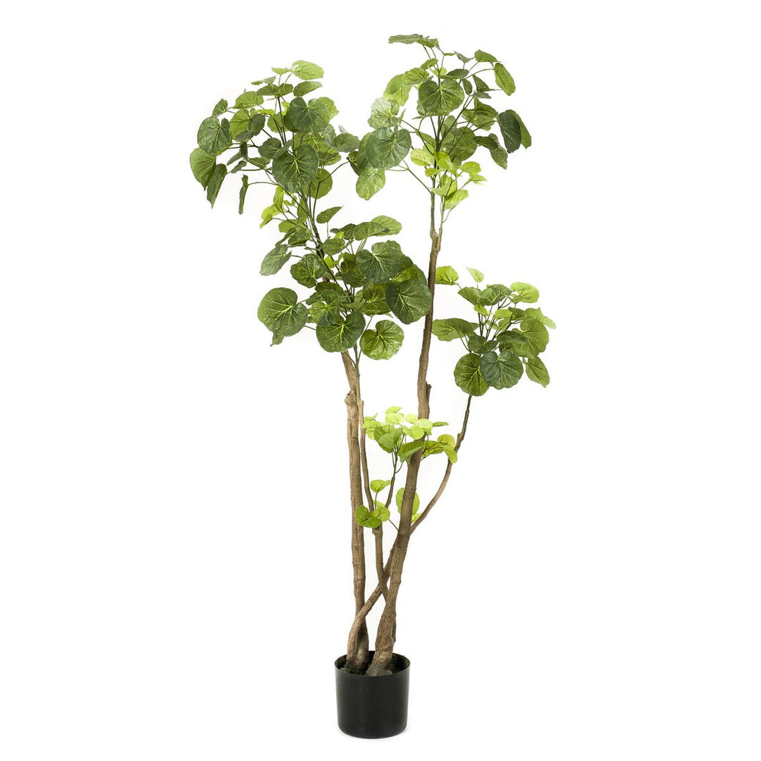 Kunstplant - Polyscias - Aralia - 140 cm