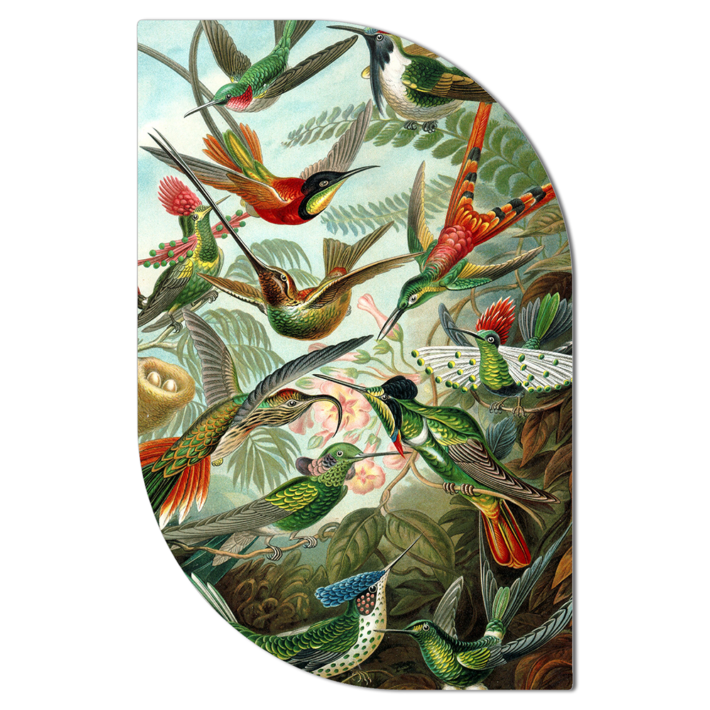 ScandiArt hummingbirds van Ernst Haeckel