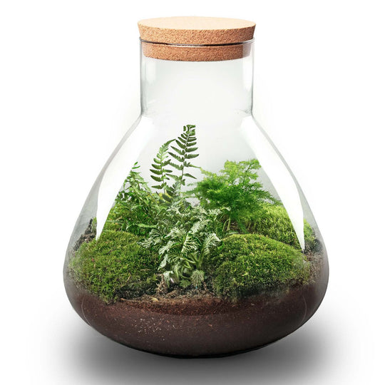 Terrarium bouwpakket - Sam XL - Bottle Garden - ↑ 35 cm