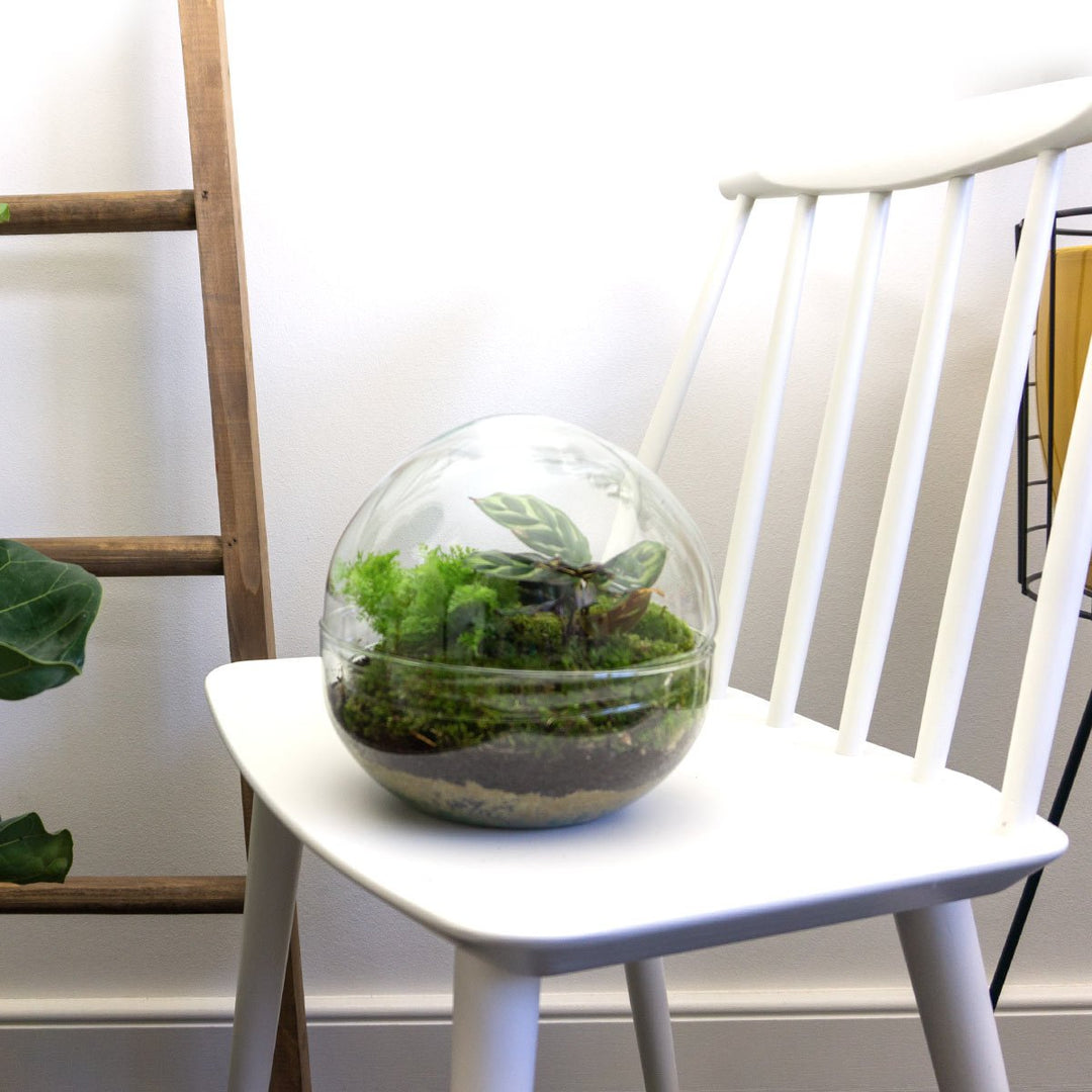 Terrarium DIY Kit - Koepel - Flessentuin - ↑ 20 cm