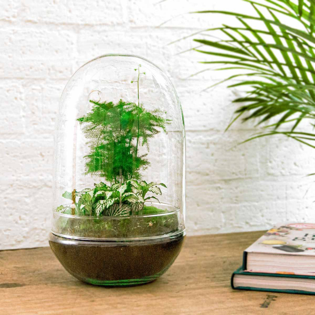 Terrarium DIY Kit - Ei XL - Flessentuin - ↑ 30 cm