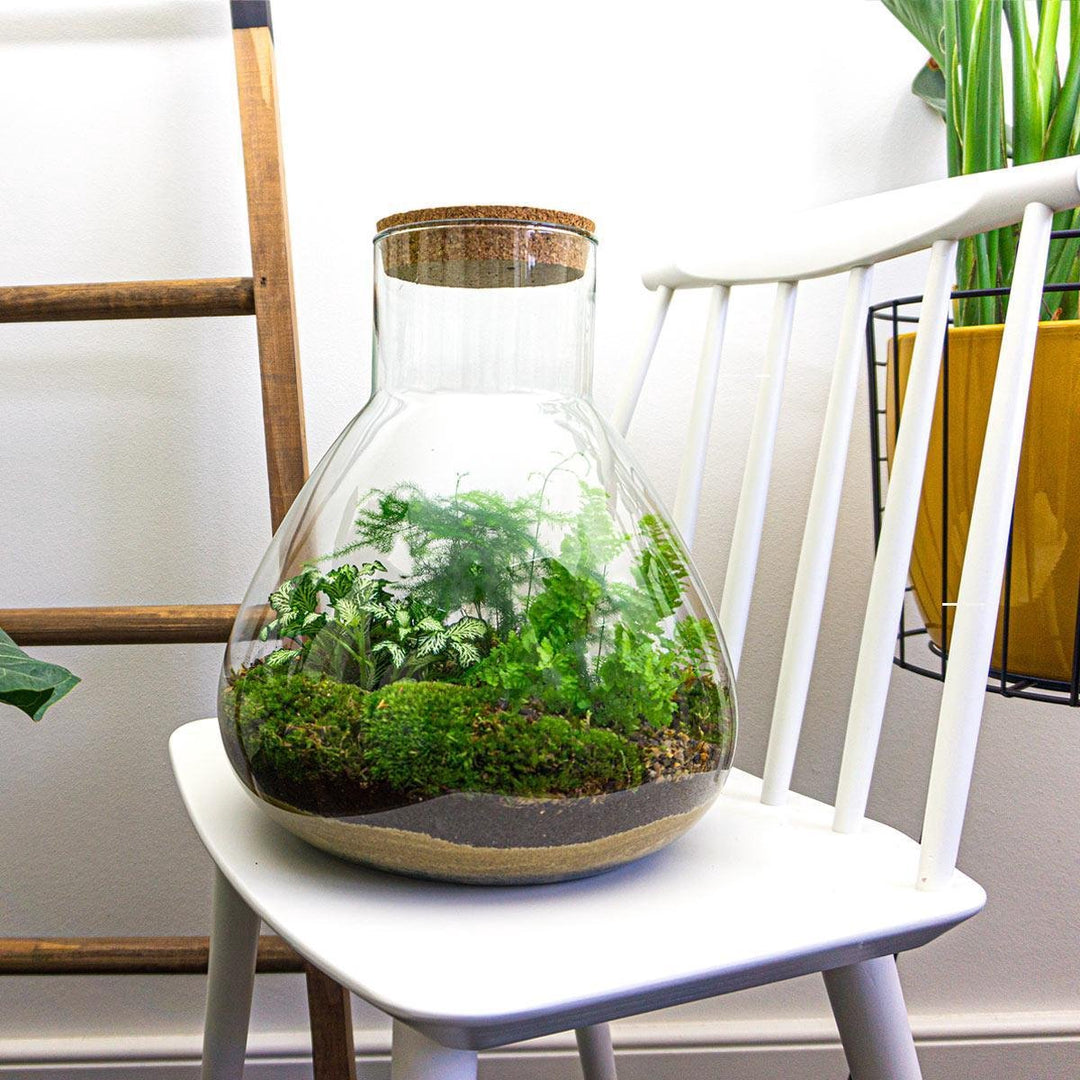 Terrarium bouwpakket - Sam XL - Bottle Garden - ↑ 35 cm