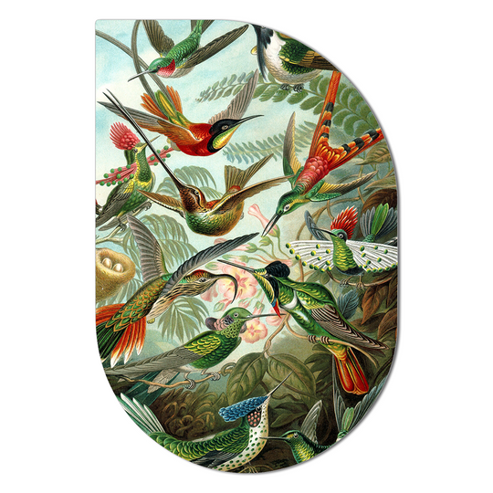 ScandiArt hummingbirds van Ernst Haeckel