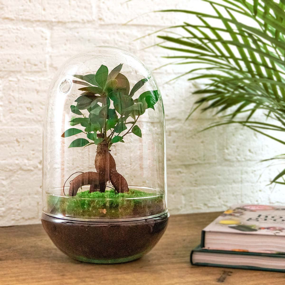 Terrarium DIY Kit - Ei XL Bonsai - Flessentuin - ↑ 30 cm