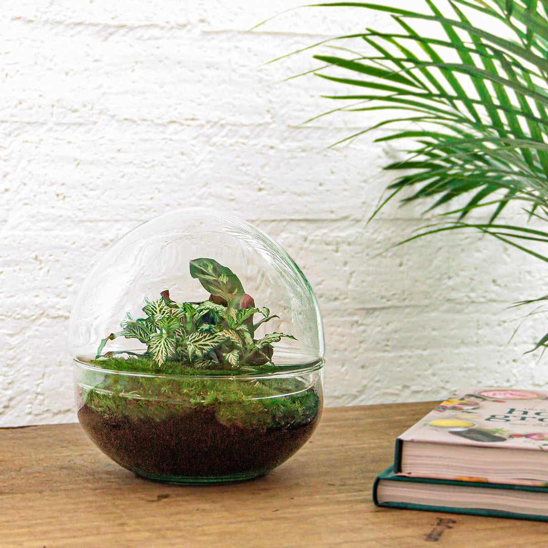 Terrarium DIY Kit - Koepel - Flessentuin - ↑ 20 cm