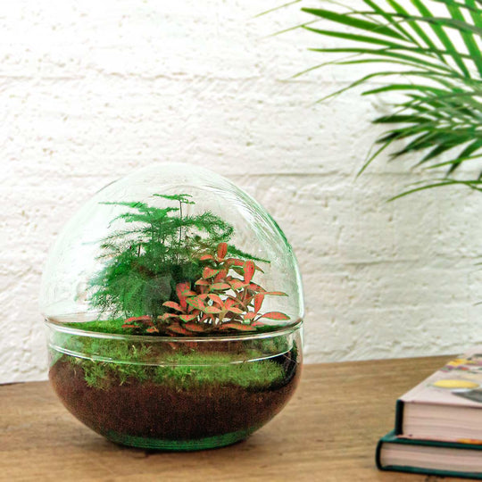 Terrarium DIY Kit - Koepel Rood - Flessentuin - ↑ 20 cm