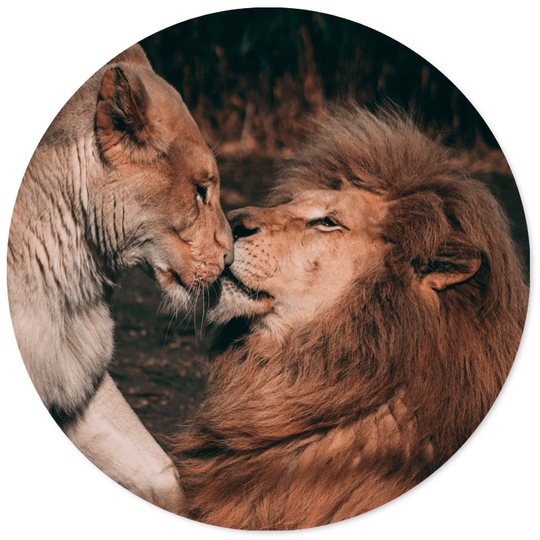 Muurcirkel lion couple