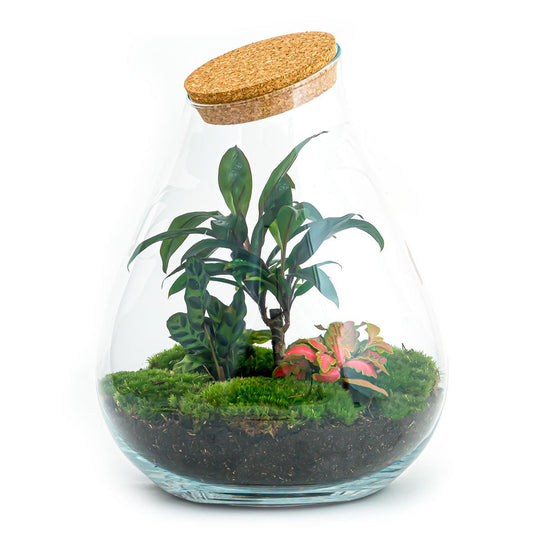 Terrarium DIY Kit - Drop XL Palm - Flessentuin - ↑ 37 cm