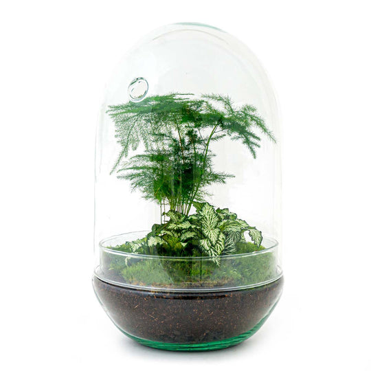 Terrarium DIY Kit - Ei XL - Flessentuin - ↑ 30 cm