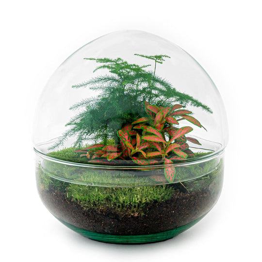 Terrarium DIY Kit - Koepel Rood - Flessentuin - ↑ 20 cm