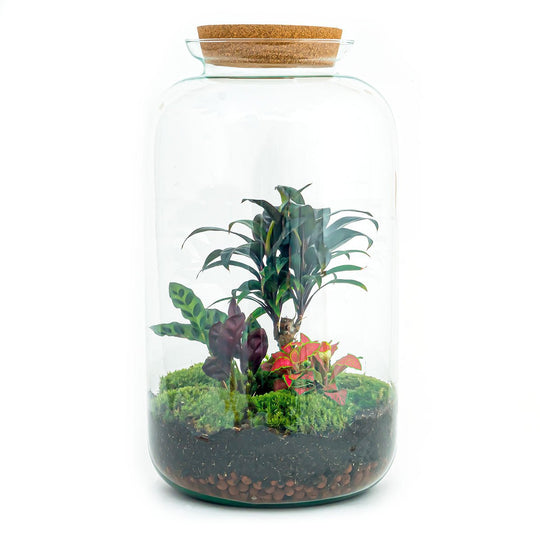 Terrarium DIY Kit - Sven Palm - Flessentuin - ↑ 43 cm