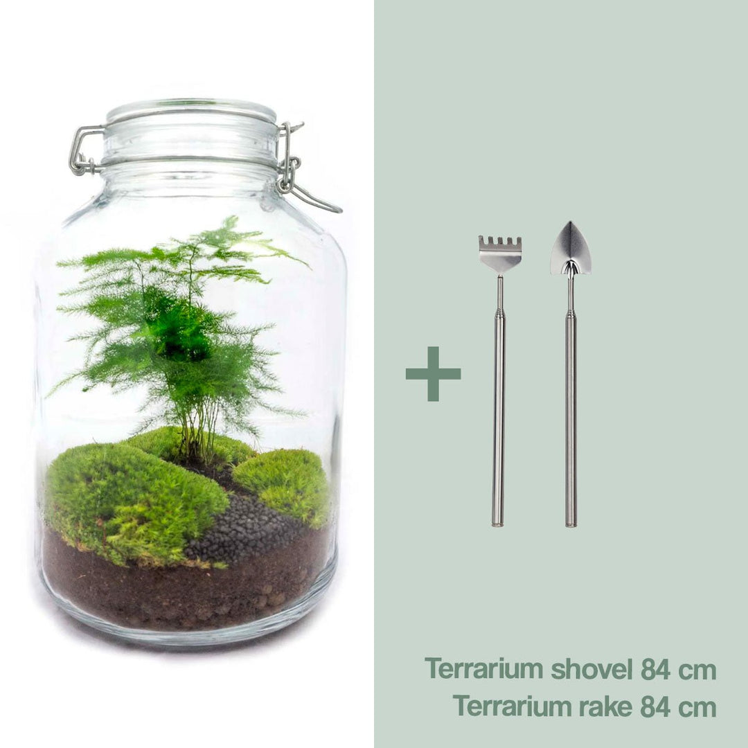 Pot Terrarium Kit - Asperges - Flessentuin - ↑ 28 cm