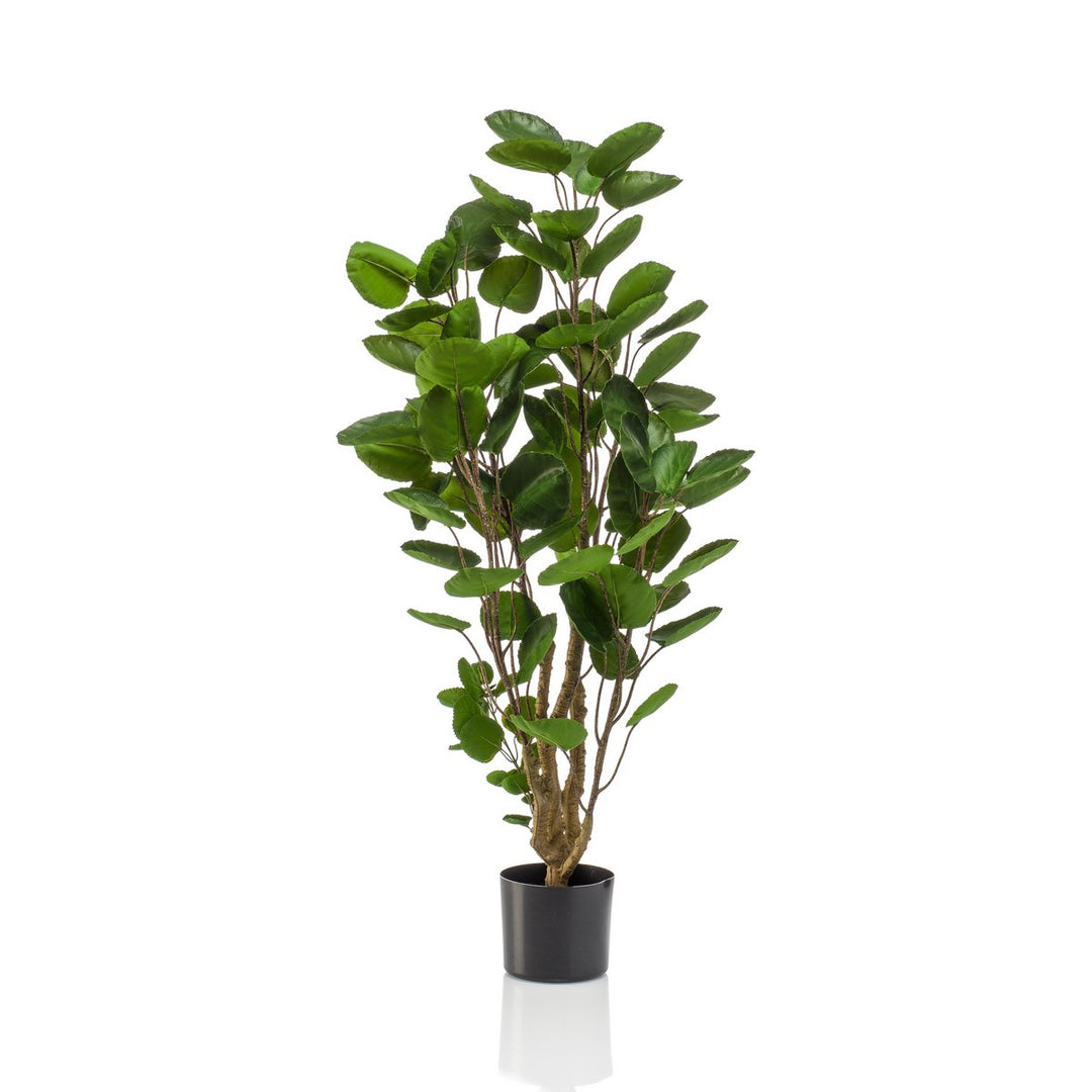 Kunstplant - Polyscias - Aralia - 105 cm