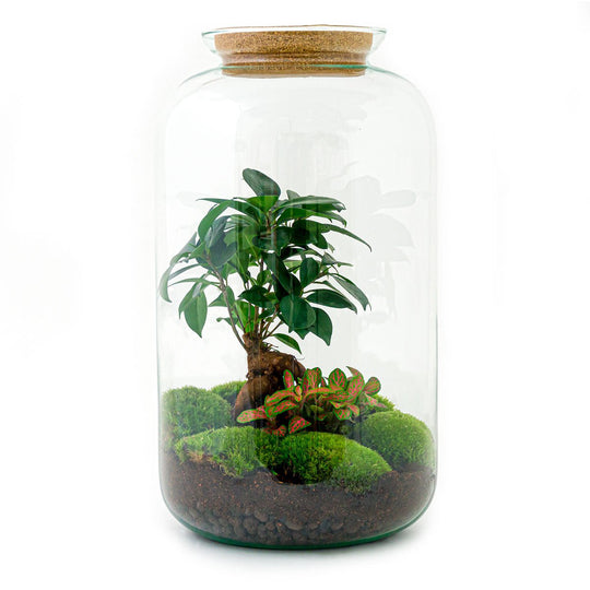 Terrarium DIY Kit - Sven Ginseng Bonsai - Flessentuin - ↑ 43 cm