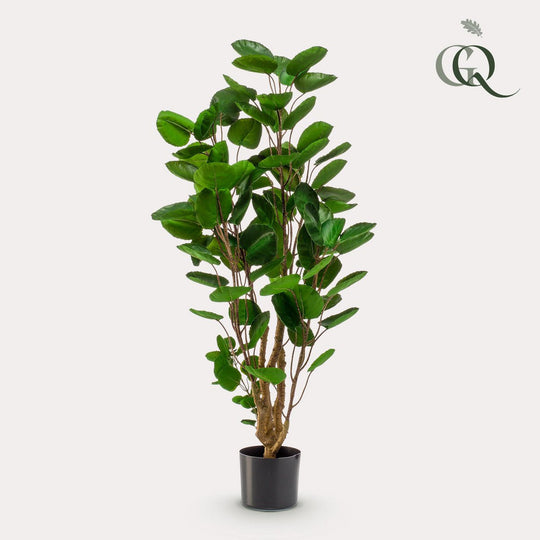 Kunstplant - Polyscias - Aralia - 105 cm