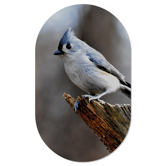 Muurovaal birdy blue