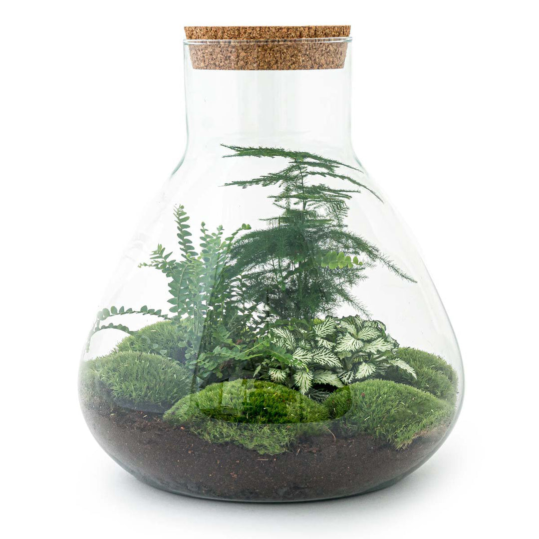 Terrarium bouwpakket - Sam XL - Bottle Garden - ↑ 35 cm