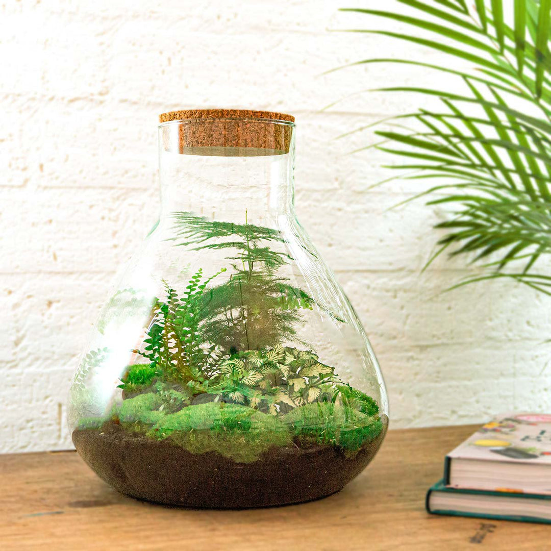 Terrarium bouwpakket - Sam XL - Bottle Garden - ↑ 35 cm