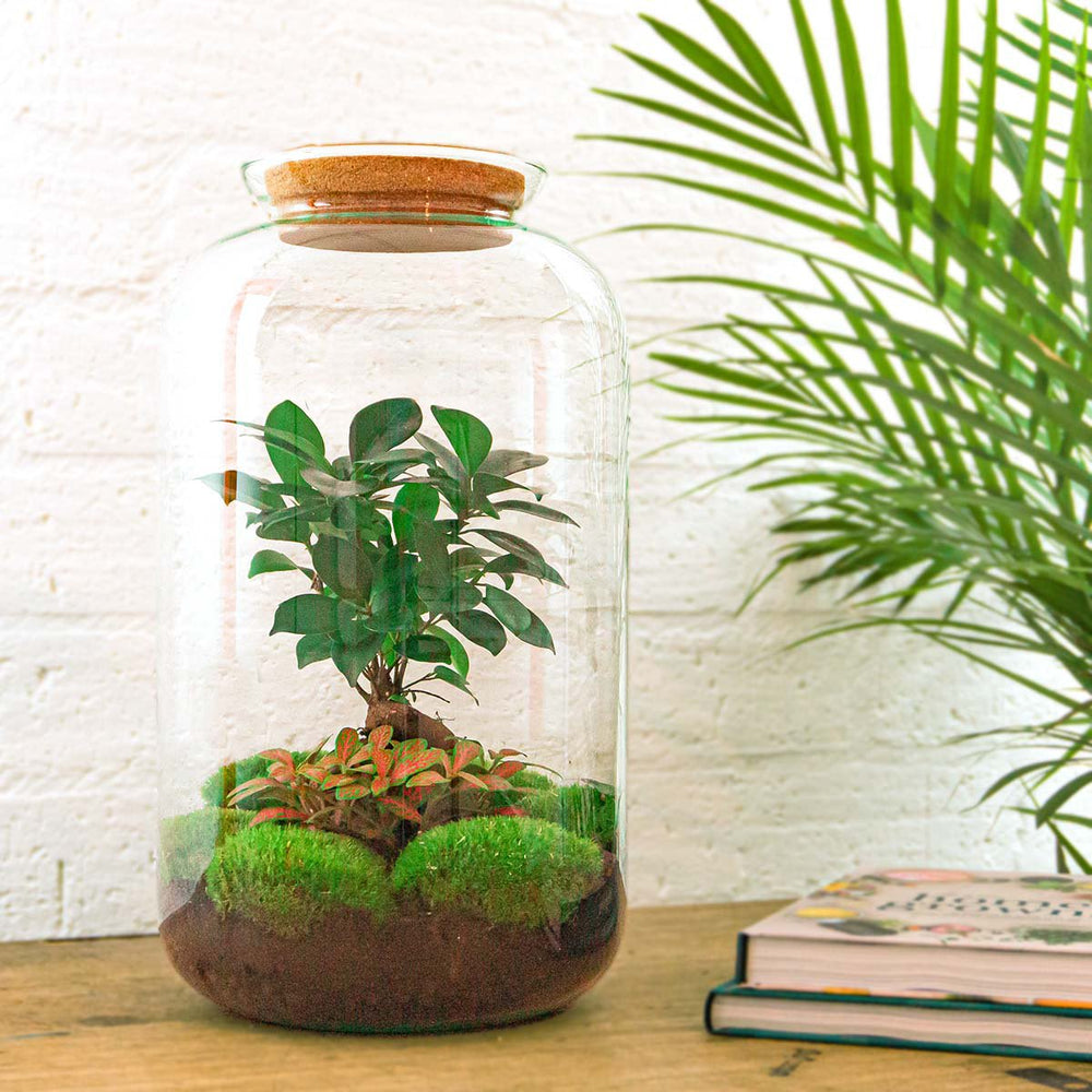 Terrarium DIY Kit - Sven Ginseng Bonsai - Flessentuin - ↑ 43 cm