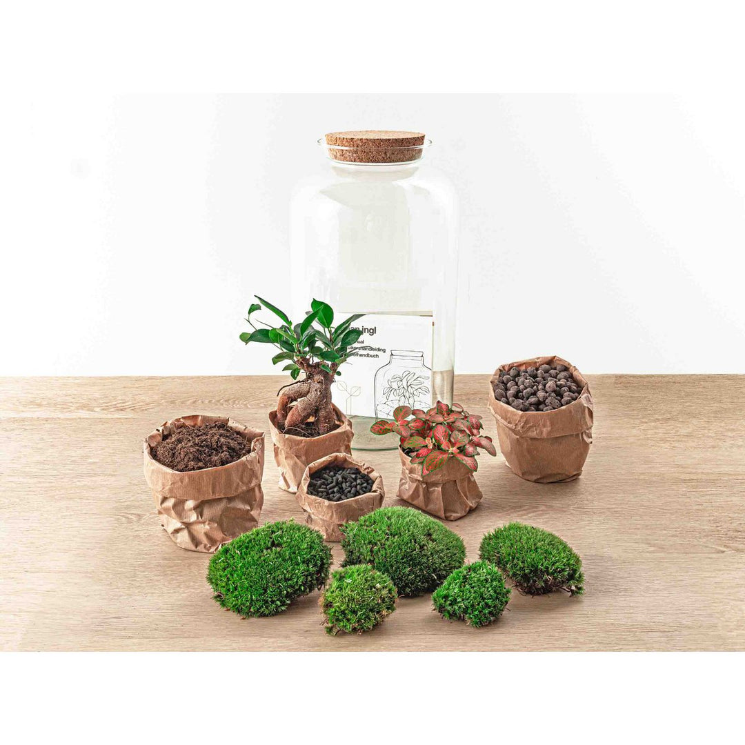 Terrarium DIY Kit - Sven Ginseng Bonsai - Flessentuin - ↑ 43 cm